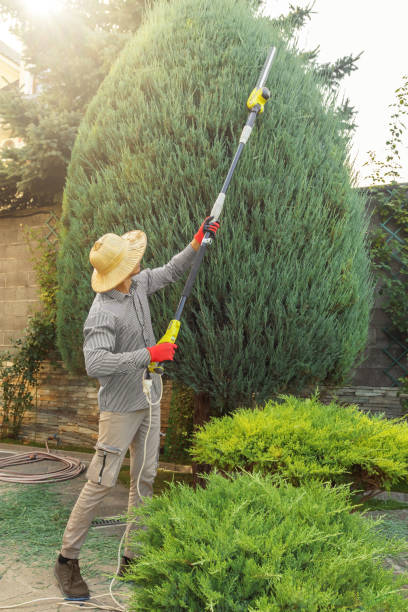 Emergency Storm Tree Removal in Alderwood Manor, WA